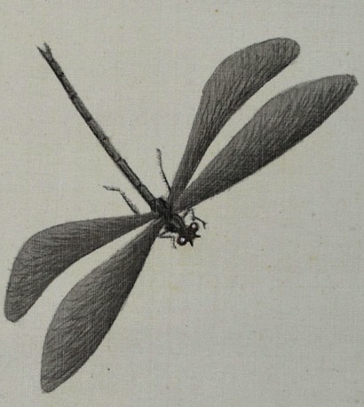 стрекоза, деталь японского рисунка