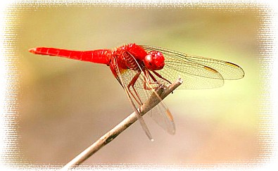 японская кукла красная стрекоза